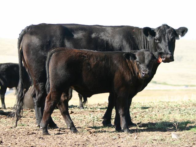 Irish Black Cattle | Diamond H Livestock